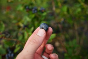 blueberry in a hand with a blueberry bush behind