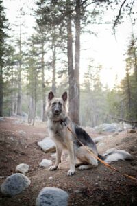 A dog in the evergreens