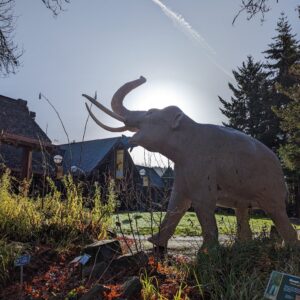 The elephant in front of U of O History Museum